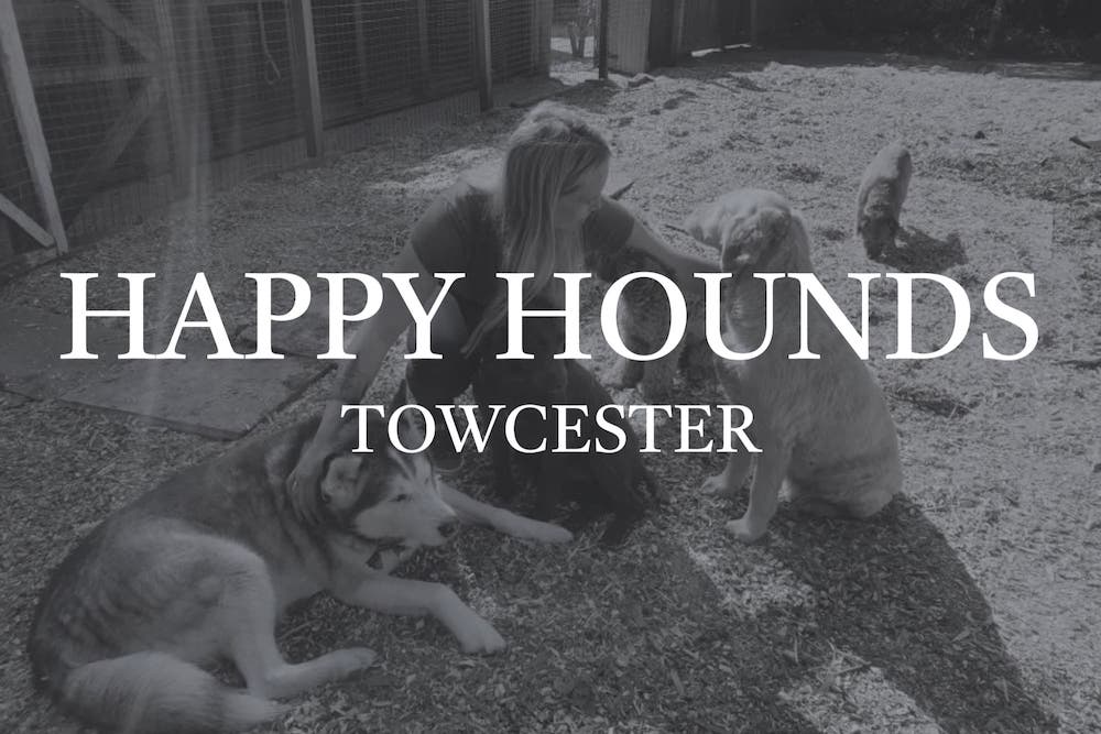 Happy Hounds Towcester header image